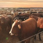 Is there a role for sorghum in the local beef industry?